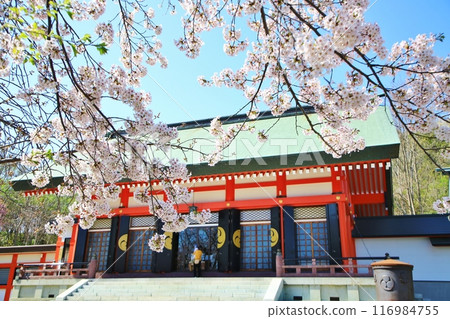 Sumiyoshi Shrine and Sakura 116984755