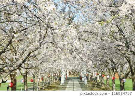 Shrine and cherry blossoms 116984757