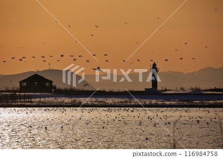 燈塔和海鷗 116984758