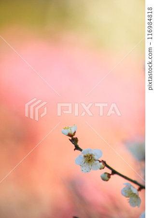 White plum blossoms against a red plum blossom background 116984818