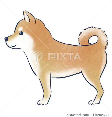手繪色鉛筆插圖，展示側身站立的柴犬 116985228