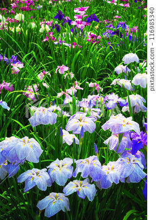 Scenery of irises at Horikiri Iris Garden 116985340