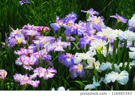 堀切菖蒲園的鳶尾花風景 堀切菖蒲園的鳶尾花風景 116985343