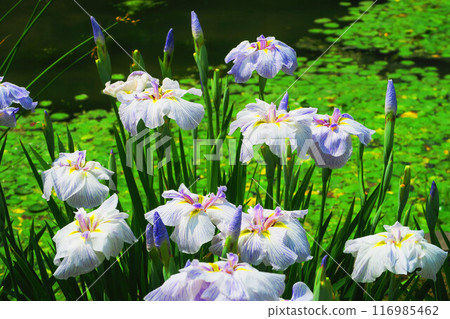 堀切菖蒲園的花菖蒲風景(東京都葛飾區) 堀切菖蒲園的花菖蒲風景(東京都葛飾區) 116985462