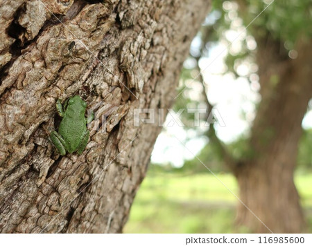 雨蛙在樹幹上休息 116985600