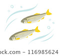 Ayu Illustration 116985624