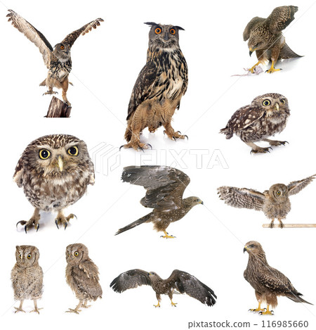 bird of prey in Europe bird of prey in Europe 116985660