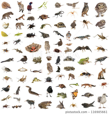 european wildlife in studio european wildlife in studio 116985661