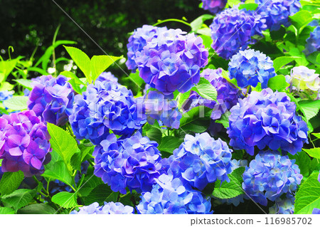 Hydrangea macrophylla in Asuka Path (Kita-ku, Tokyo) 116985702