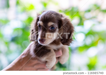 A man holding a puppy, a Kaninchen Dachshund puppy 116985740