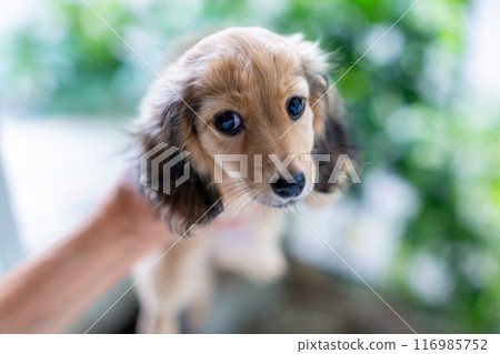 一個男人抱著一隻小狗,一隻卡寧欽臘腸狗小狗 一個男人抱著一隻小狗,一隻卡寧欽臘腸狗小狗 116985752