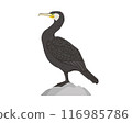 Illustration of a cormorant 116985786