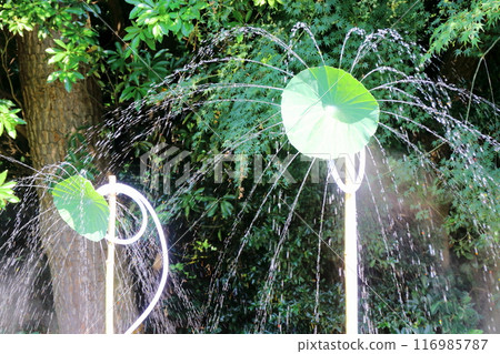 Lotus leaf shower Lotus leaf shower 116985787