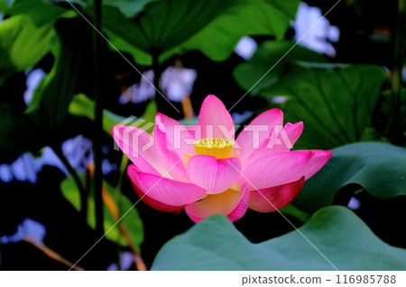 Lotus flower Lotus flower 116985788