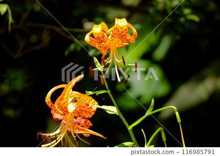 百合花 116985791