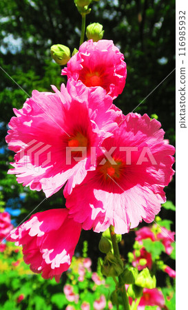 蜀葵花盛開的夏日風景 蜀葵花盛開的夏日風景 116985932
