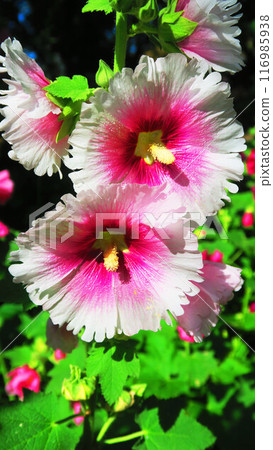 A summer landscape with hollyhock flowers in full bloom A summer landscape with hollyhock flowers in full bloom 116985938