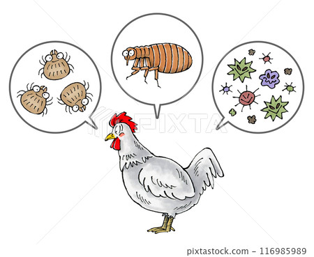 白雞和寄生蟲（蟎蟲、跳蚤、病原體） 116985989