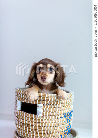 在籠子裡的 Kaninchen 達克斯獵犬小狗 116986004