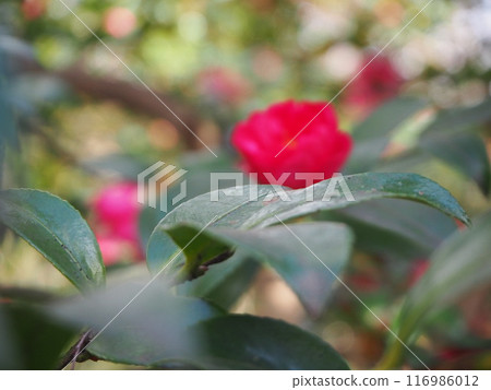 紅山茶花 116986012