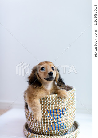 在籠子裡的 Kaninchen 達克斯獵犬小狗 在籠子裡的 Kaninchen 達克斯獵犬小狗 116986013