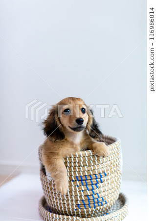 Kaninchen Dachshund puppy in a cage 116986014