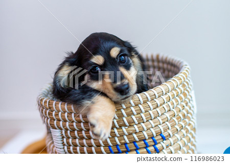 在籠子裡的 Kaninchen 達克斯獵犬小狗 在籠子裡的 Kaninchen 達克斯獵犬小狗 116986023