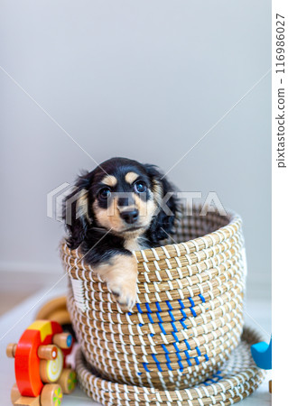 在籠子裡的 Kaninchen 達克斯獵犬小狗 在籠子裡的 Kaninchen 達克斯獵犬小狗 116986027