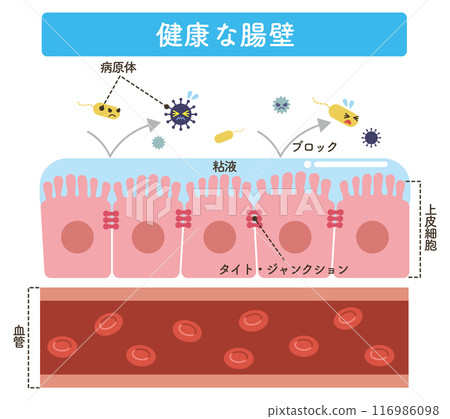 Healthy intestinal wall (with text) 116986098