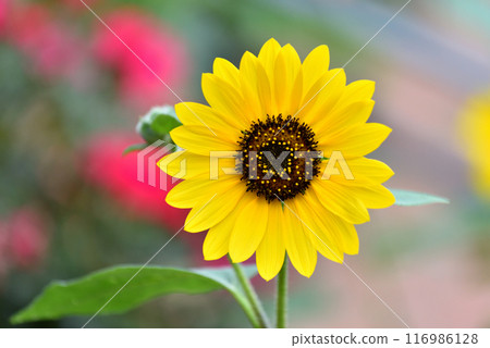 Sunflowers and red roses 116986128