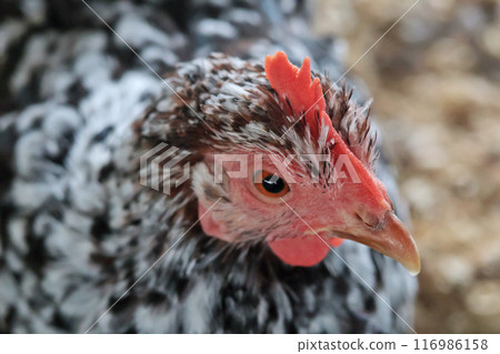 Hen on private farm in chicken coop close up. Comb and beak. Poultry farming and agriculture. Purebred breeding. Hen on private farm in chicken coop close up. Comb and beak. Poultry farming and agriculture. Purebred breeding. 116986158