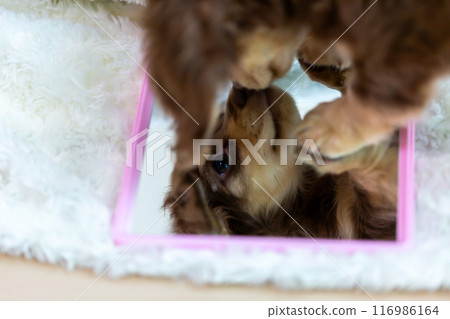 Kaninhen 臘腸犬幼犬 116986164