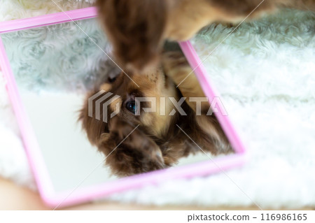 Kaninhen 臘腸犬幼犬 Kaninhen 臘腸犬幼犬 116986165
