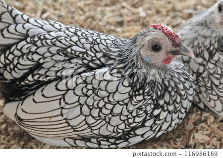Rooster, hen on private farm in chicken coop close up. Comb and beak. Poultry farming and agriculture. Pure bred.  116986169