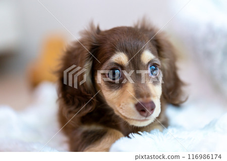 Kaninhen Dachshund Puppies 116986174