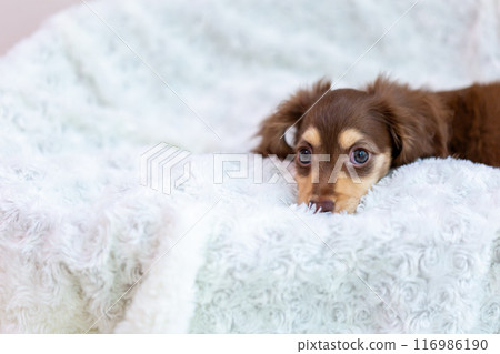 Kaninhen 臘腸犬幼犬 Kaninhen 臘腸犬幼犬 116986190