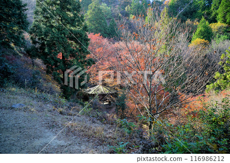 美麗的秋葉_宮地山 116986212
