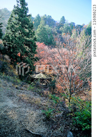 美麗的秋葉_宮地山 116986213