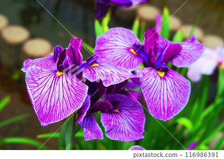 Scenery of irises at Horikiri Iris Garden (Katsushika Ward, Tokyo) 116986391