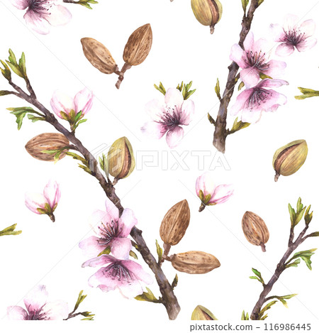 Almond tree branch with nuts, leaves and flowers. Botanical spring seamless pattern. Watercolor illustration hand drawn. Floral Clipart for wallpaper, packaging, cosmetic label on isolated background 116986445