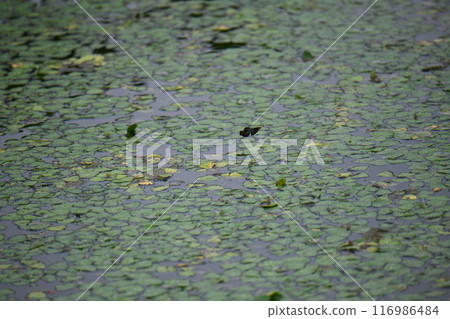 蝴蝶蜻蜓 116986484
