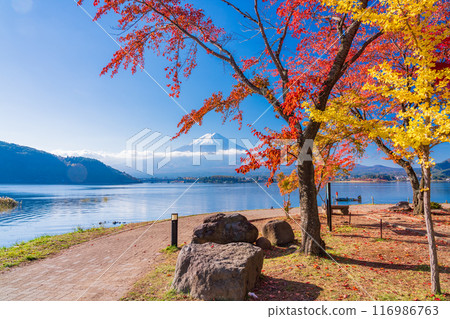 《Yamanashi Prefecture》Fall foliage in Lake Kawaguchi, anglers on the lakeside and Mount Fuji 《Yamanashi Prefecture》Fall foliage in Lake Kawaguchi, anglers on the lakeside and Mount Fuji 116986763