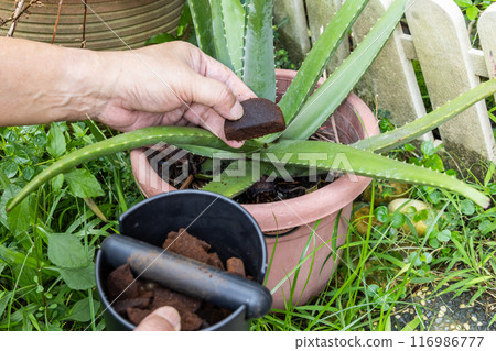 Hand holding a piece of compacted coffee ground to be applied as natural fertilizer onto plant Hand holding a piece of compacted coffee ground to be applied as natural fertilizer onto plant 116986777