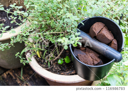 Compacted coffee ground next to plant. Coffee grounds are excellent organic and natural fertilizer. Compacted coffee ground next to plant. Coffee grounds are excellent organic and natural fertilizer. 116986783
