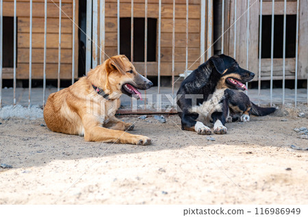 Stray dog in animal shelter waiting for adoption. Portrait of homeless dog in animal shelter cage. Stray dog in animal shelter waiting for adoption. Portrait of homeless dog in animal shelter cage. 116986949