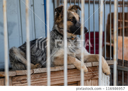 Stray dog in animal shelter waiting for adoption. Portrait of homeless dog in animal shelter cage. 116986957