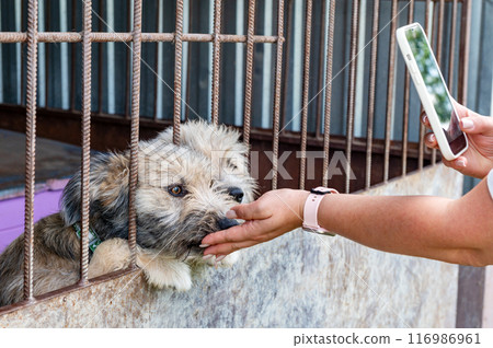 Stray dog in animal shelter waiting for adoption. Portrait of homeless dog in animal shelter cage. 116986961