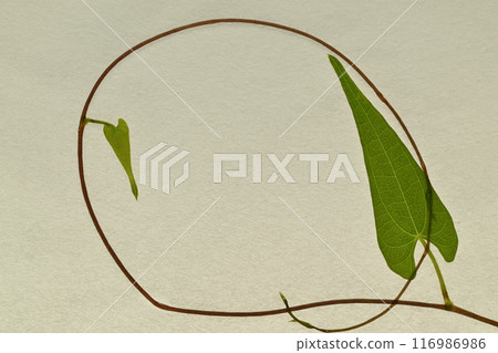 Frame of Japanese paper and yam vines [Background material] 116986986