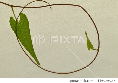Frame of Japanese paper and yam vines [Background material] 116986987