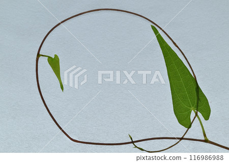 日本紙和山藥藤框架[背景資料] 116986988